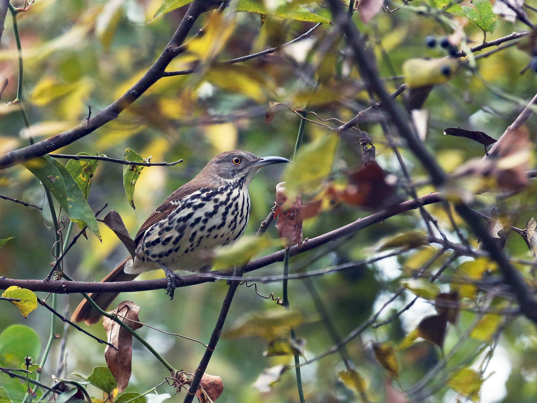 Long-billed Thrasher - Tim Lenz