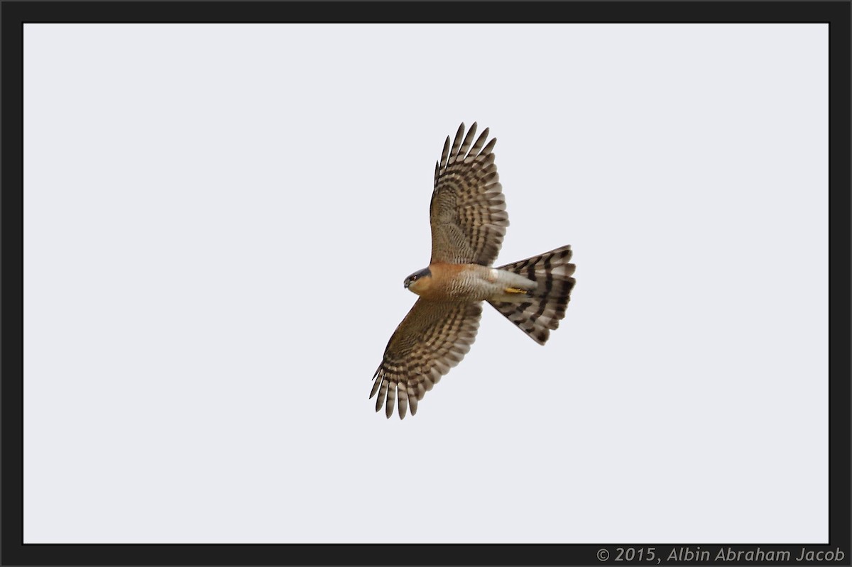Eurasian Sparrowhawk - ML402567681