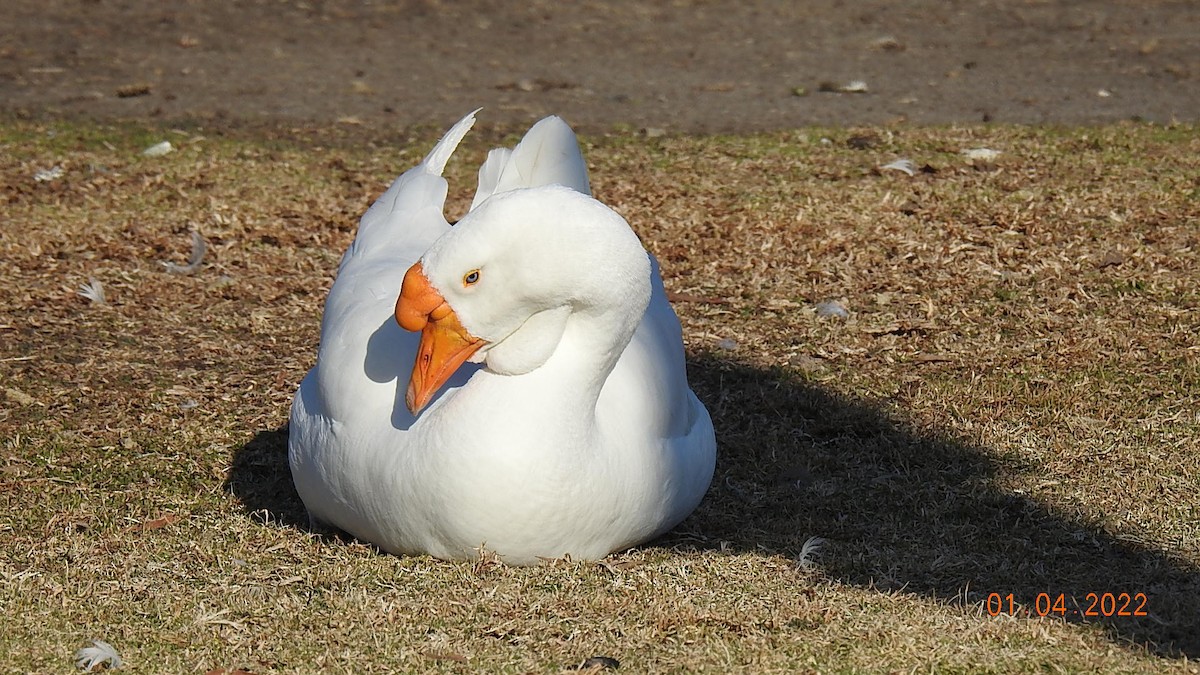 Swan Goose (Domestic type) - Bill Stern