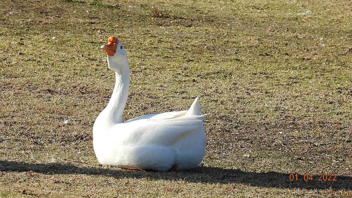 Swan Goose (Domestic type) - ML402567751
