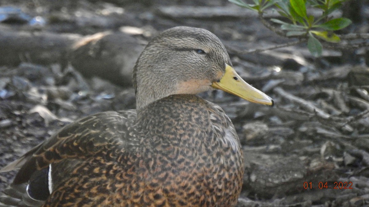 Mexican Duck - ML402567821