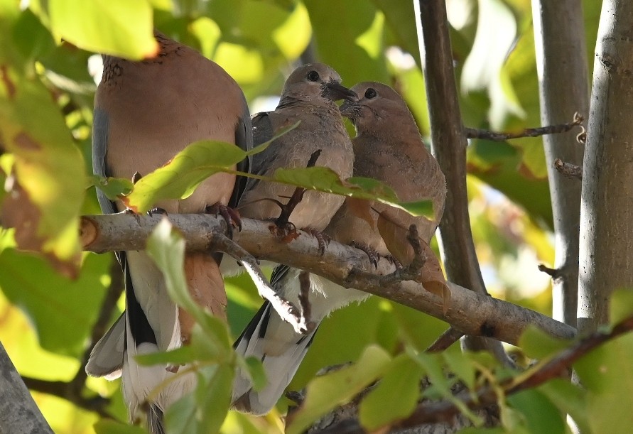 Laughing Dove - ML402568231