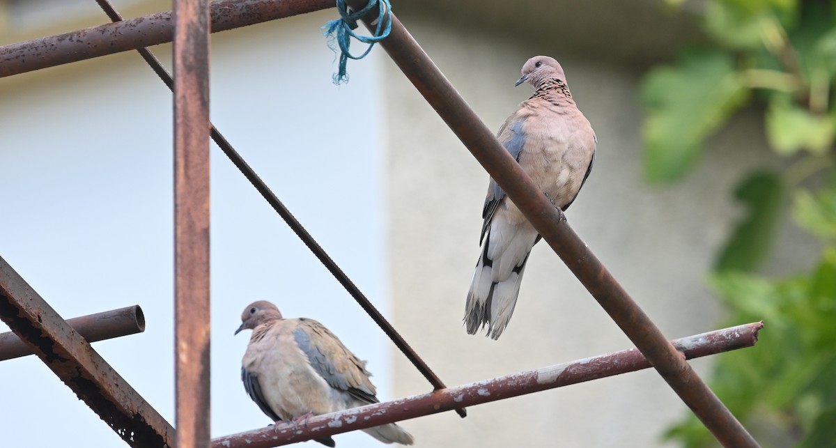 Laughing Dove - ML402568251
