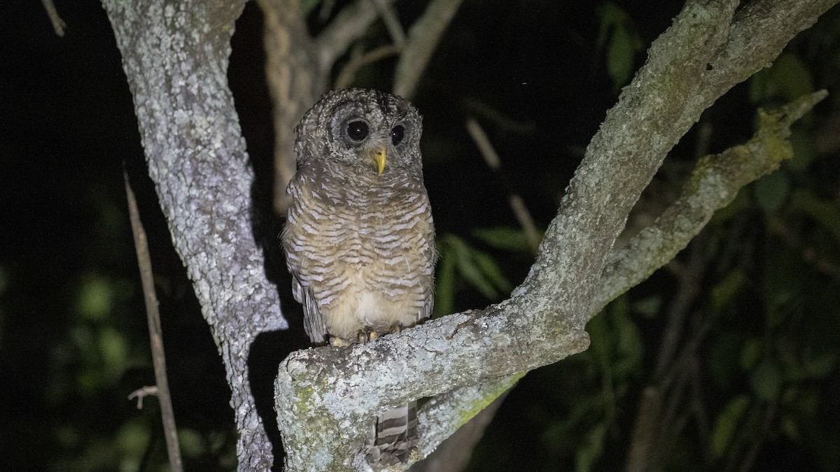African Wood-Owl - ML402569451