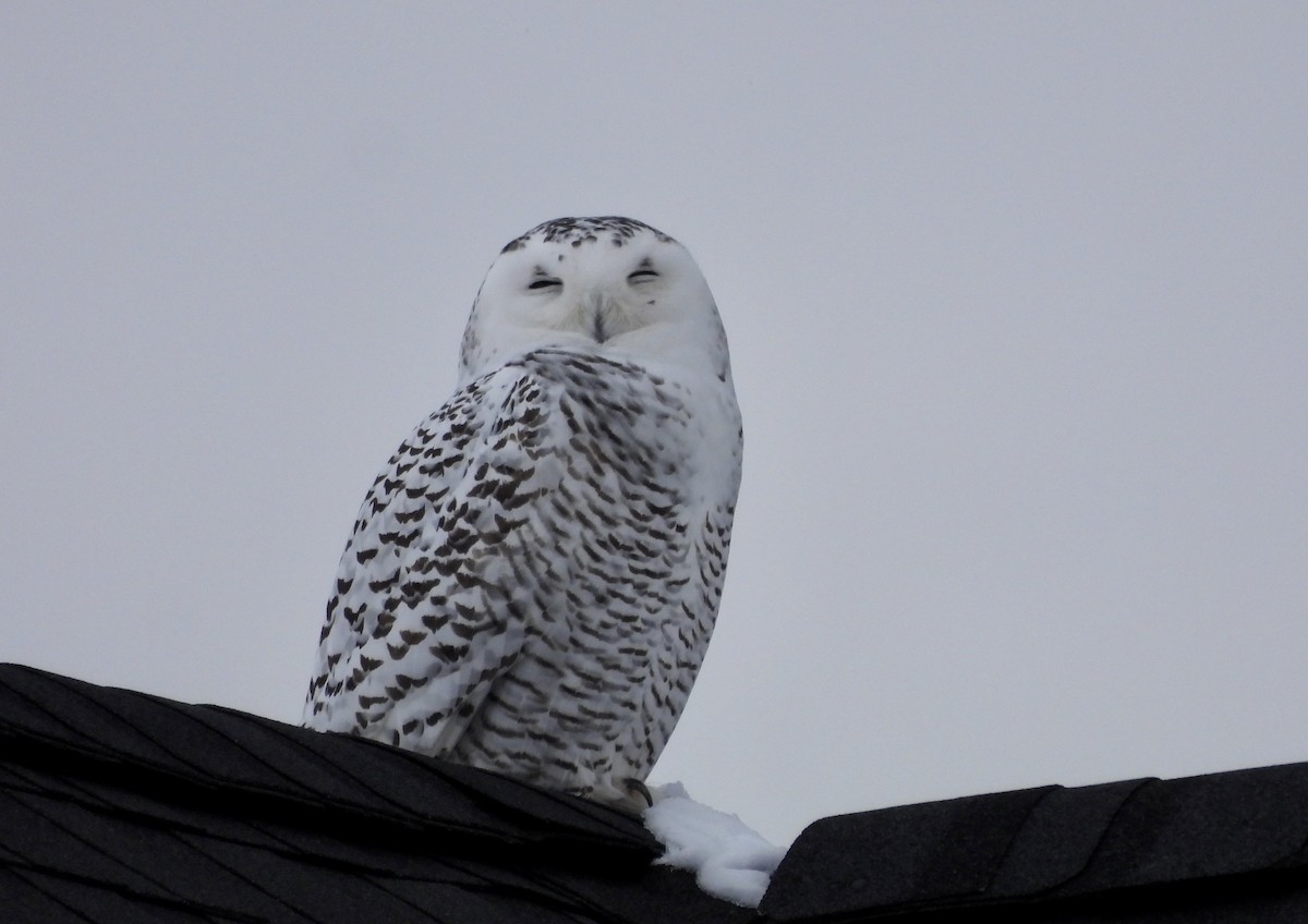 Snowy Owl - Jeffrey Olsson