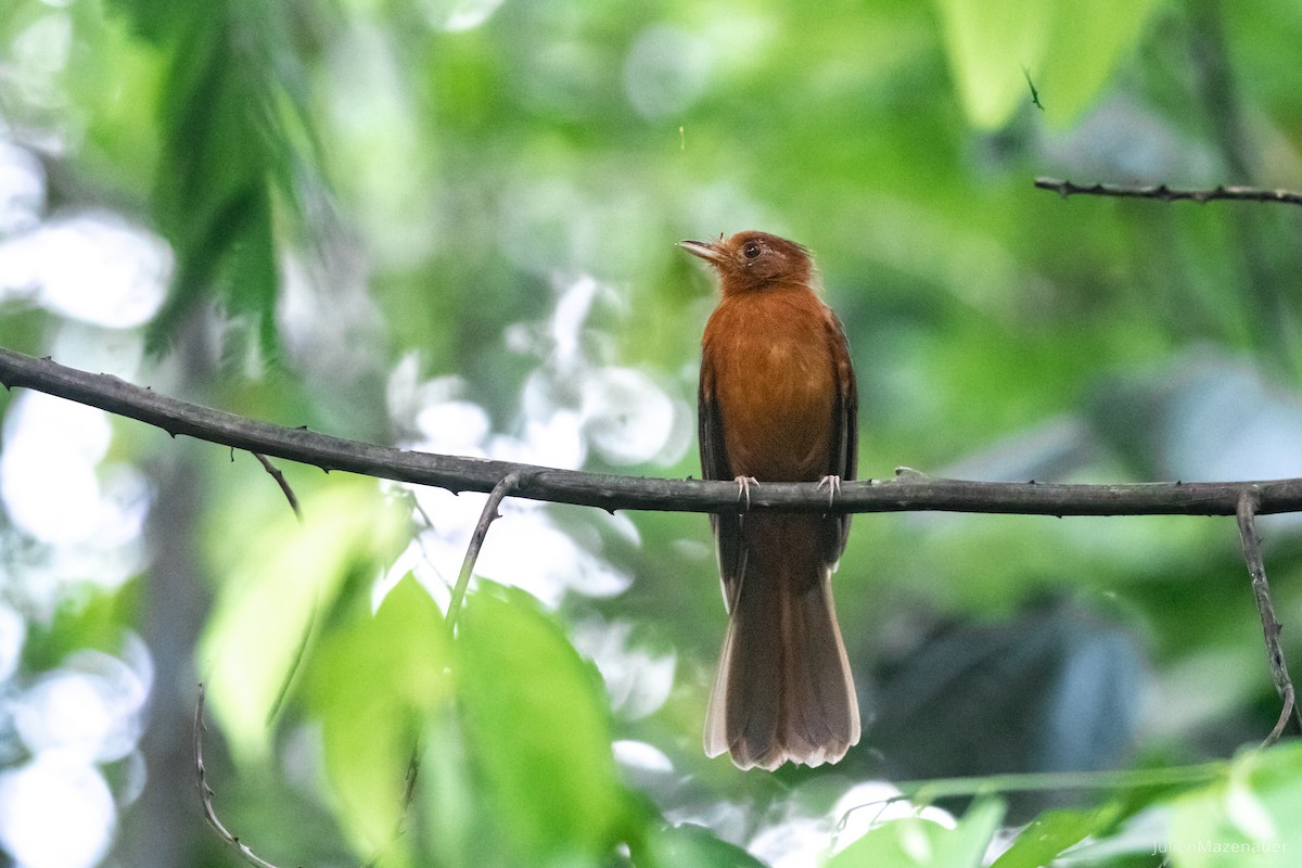 Rufous Twistwing - Julien Mazenauer | Ornis Birding Expeditions