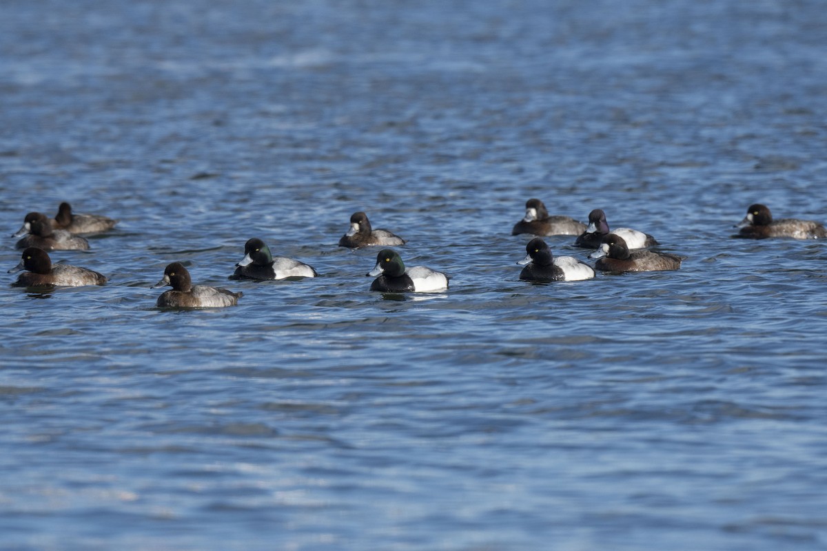 Greater Scaup - ML402578311