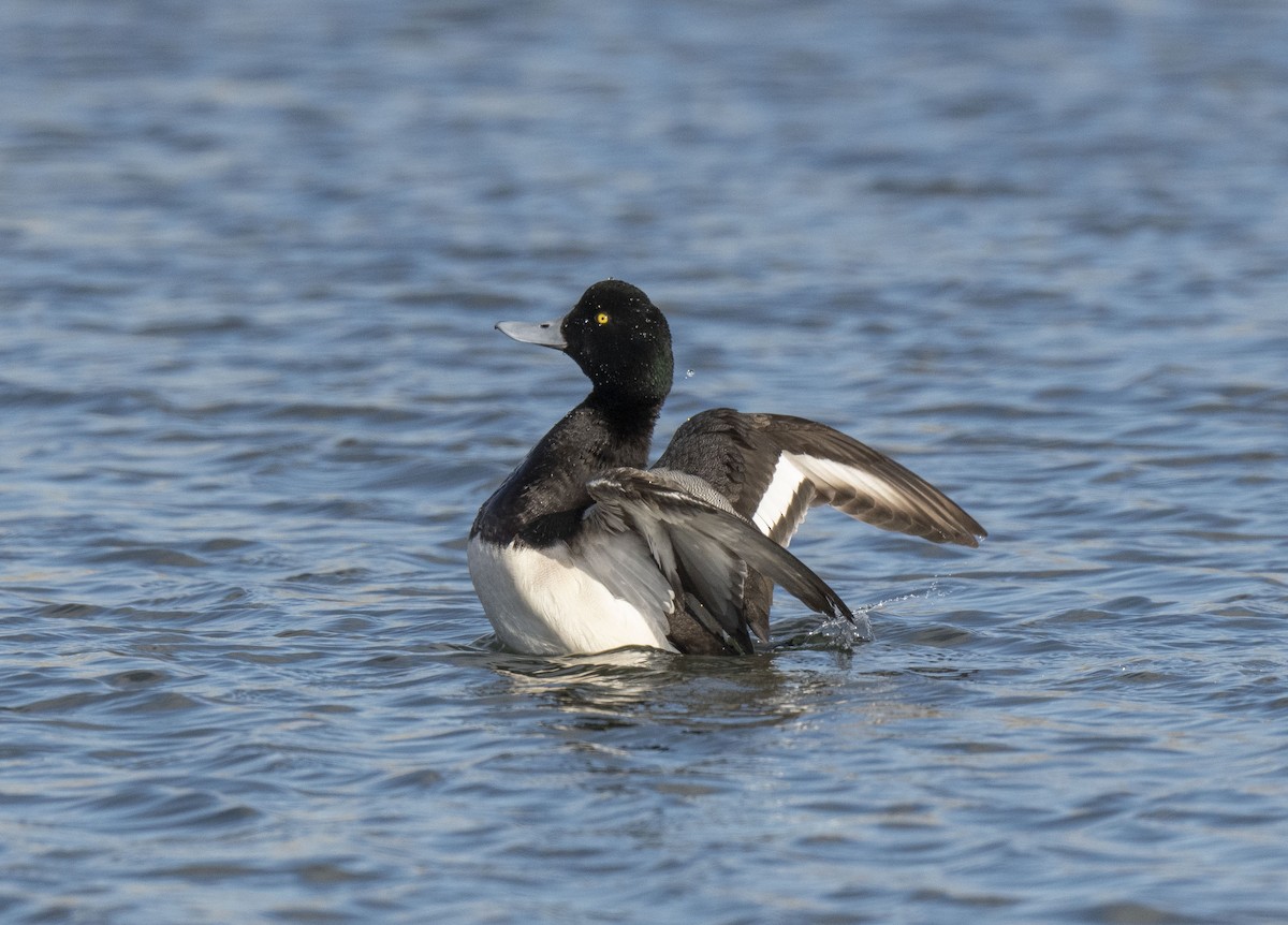 Greater Scaup - ML402578341
