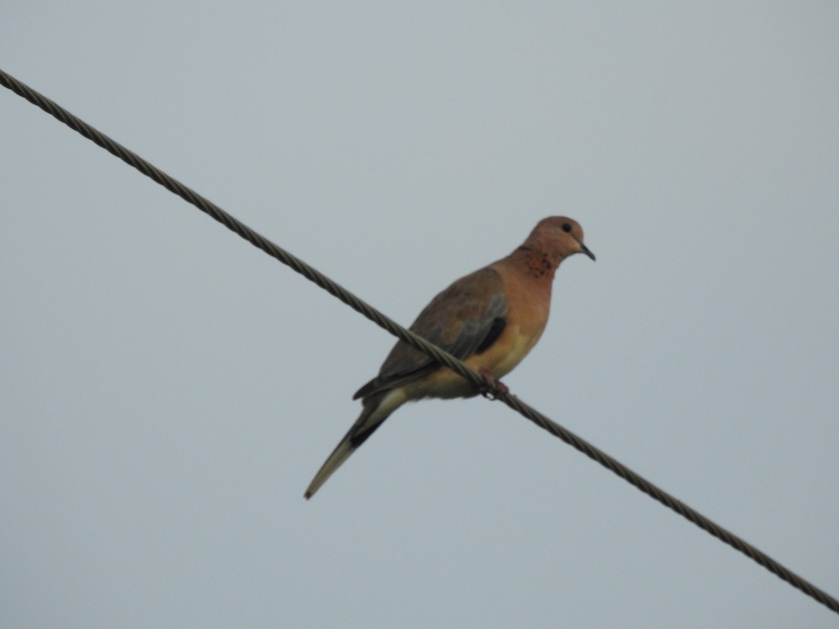 Laughing Dove - ML402579491