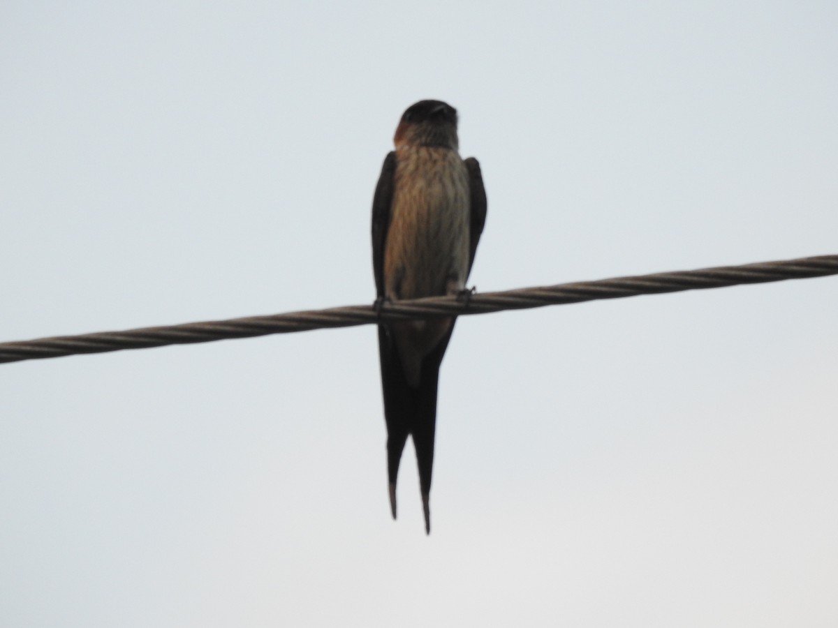 Red-rumped Swallow - ML402579551