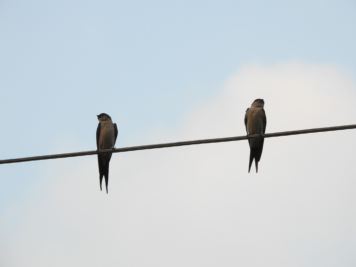 Red-rumped Swallow - ML402579561