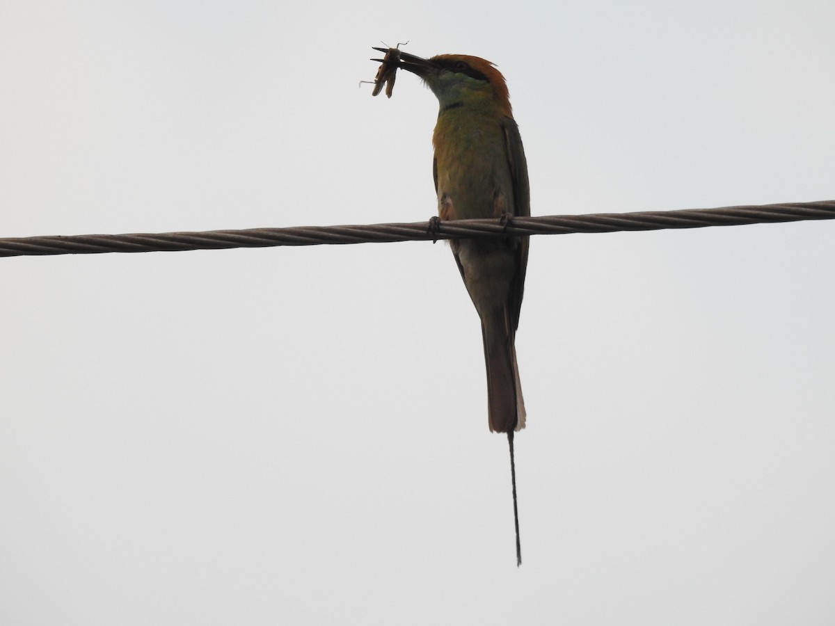 Asian Green Bee-eater - ML402579621