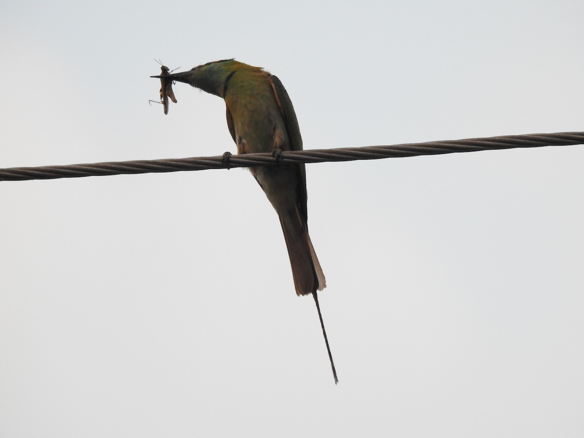 Asian Green Bee-eater - ML402579641