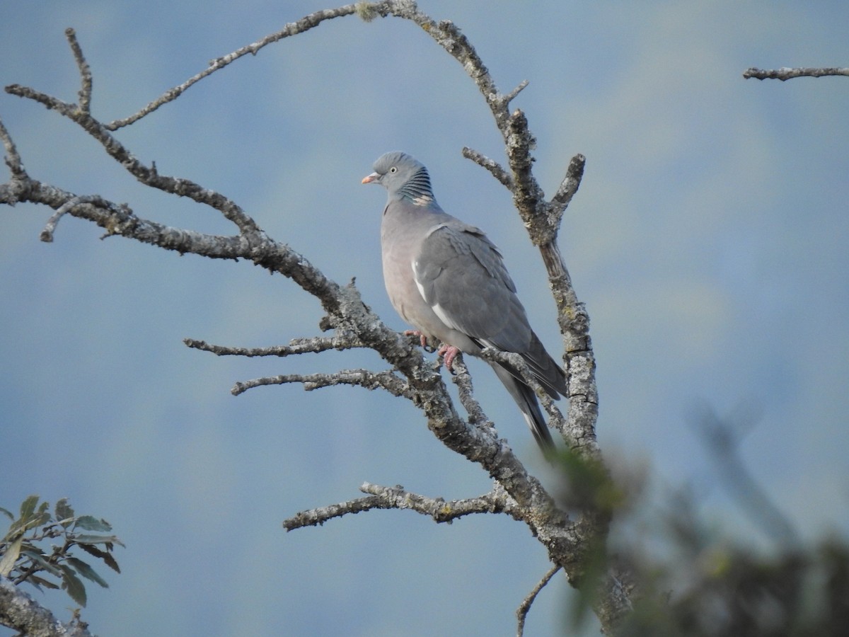 Common Wood-Pigeon - ML402581141