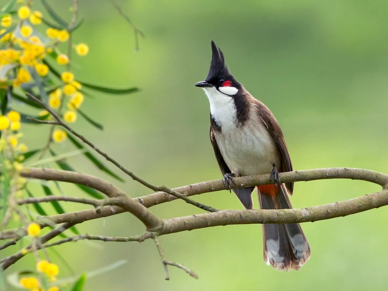 Red-whiskered Bulbul - eBird