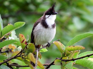 - Red-whiskered Bulbul