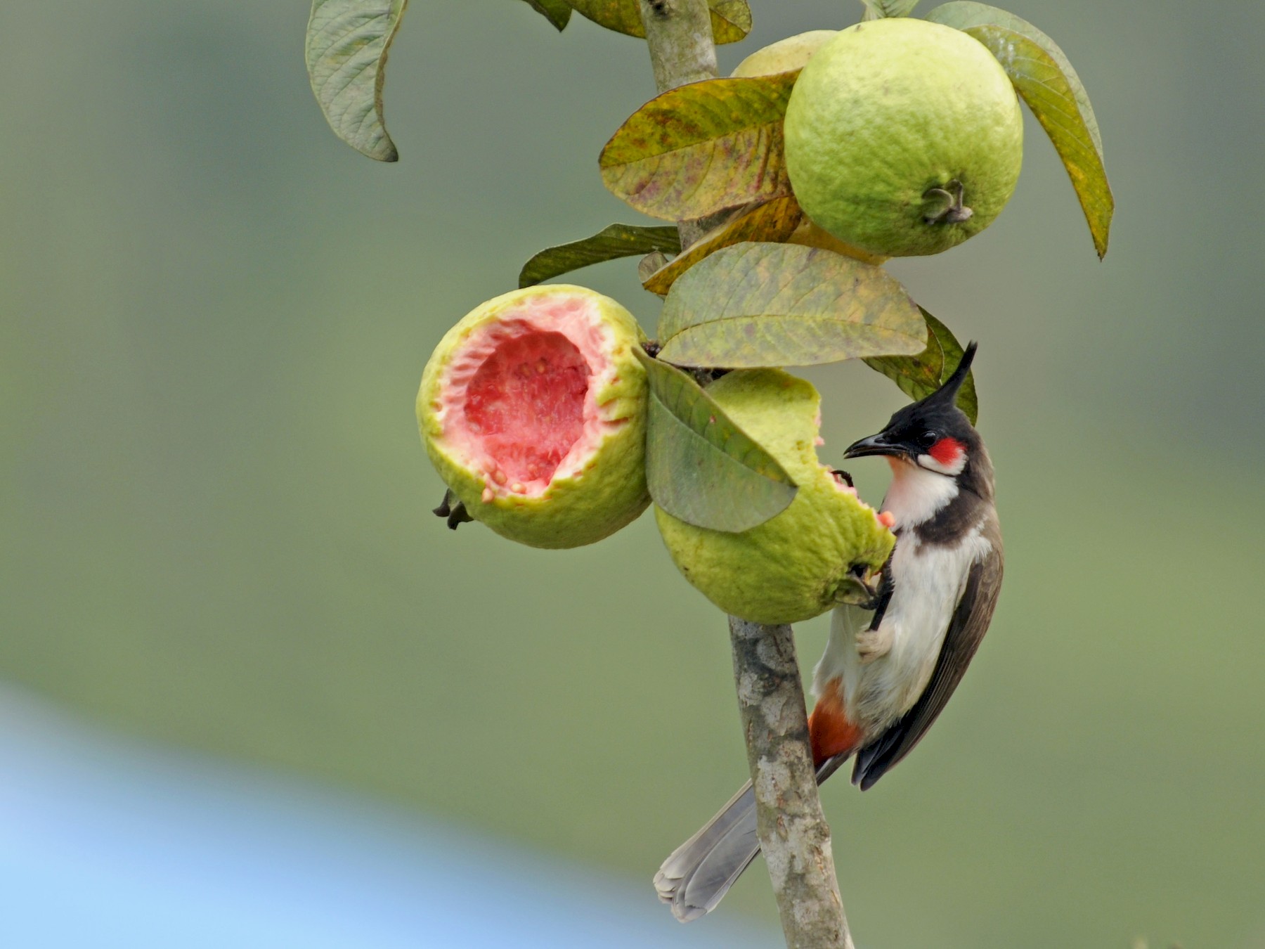 Red-whiskered Bulbul - eBird