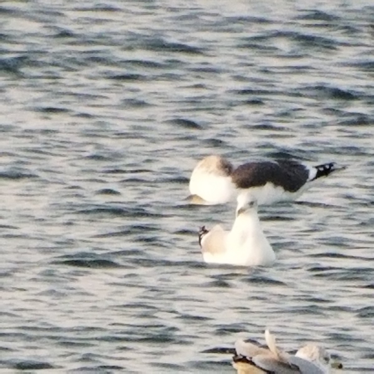 Lesser Black-backed Gull - Cam Lee