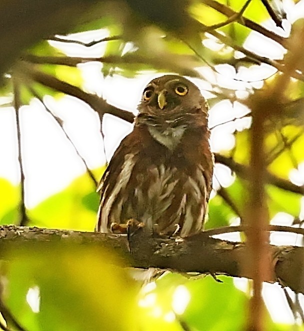 Ferruginous Pygmy-Owl - ML402587461