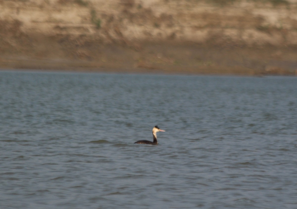 Great Crested Grebe - ML402589691