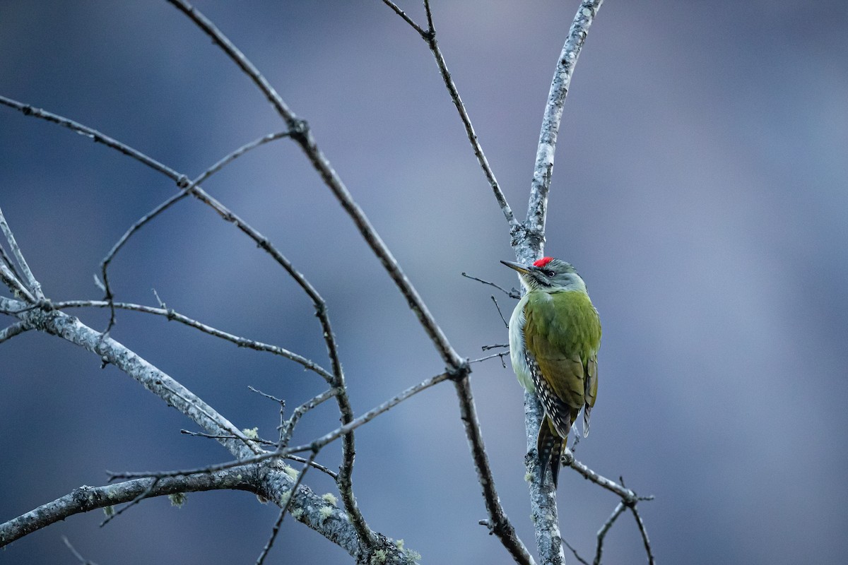 Gray-headed Woodpecker - Jun Yang