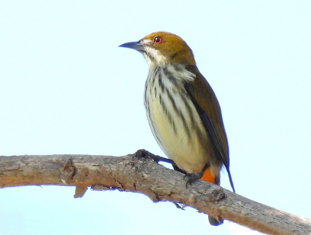 Yellow-vented Flowerpecker - ML402596601