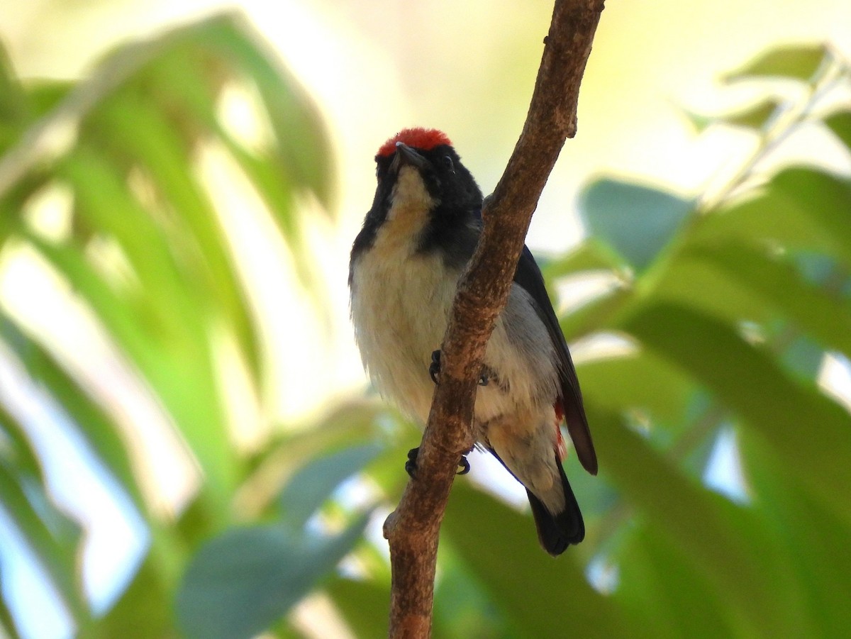 Scarlet-backed Flowerpecker - ML402596661