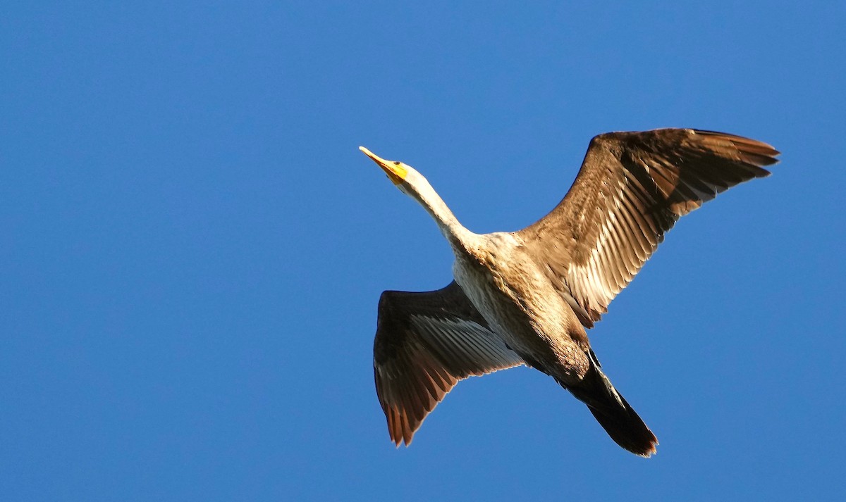 Double-crested Cormorant - Sunil Thirkannad