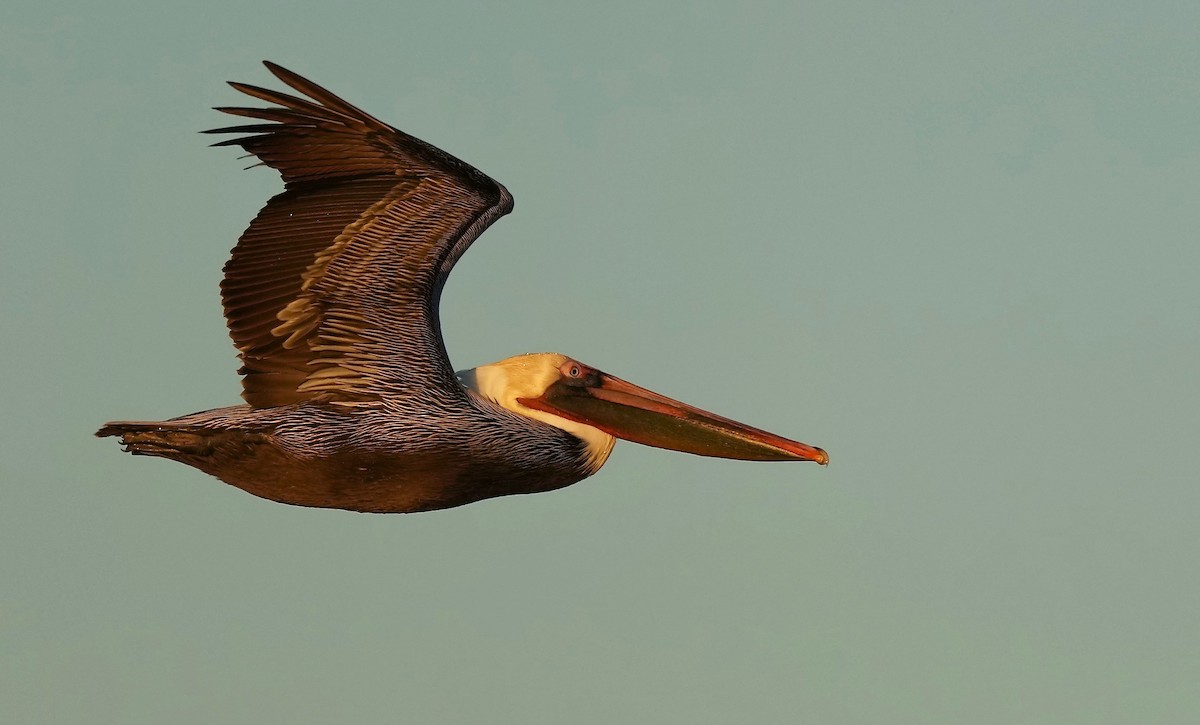Brown Pelican - Sunil Thirkannad