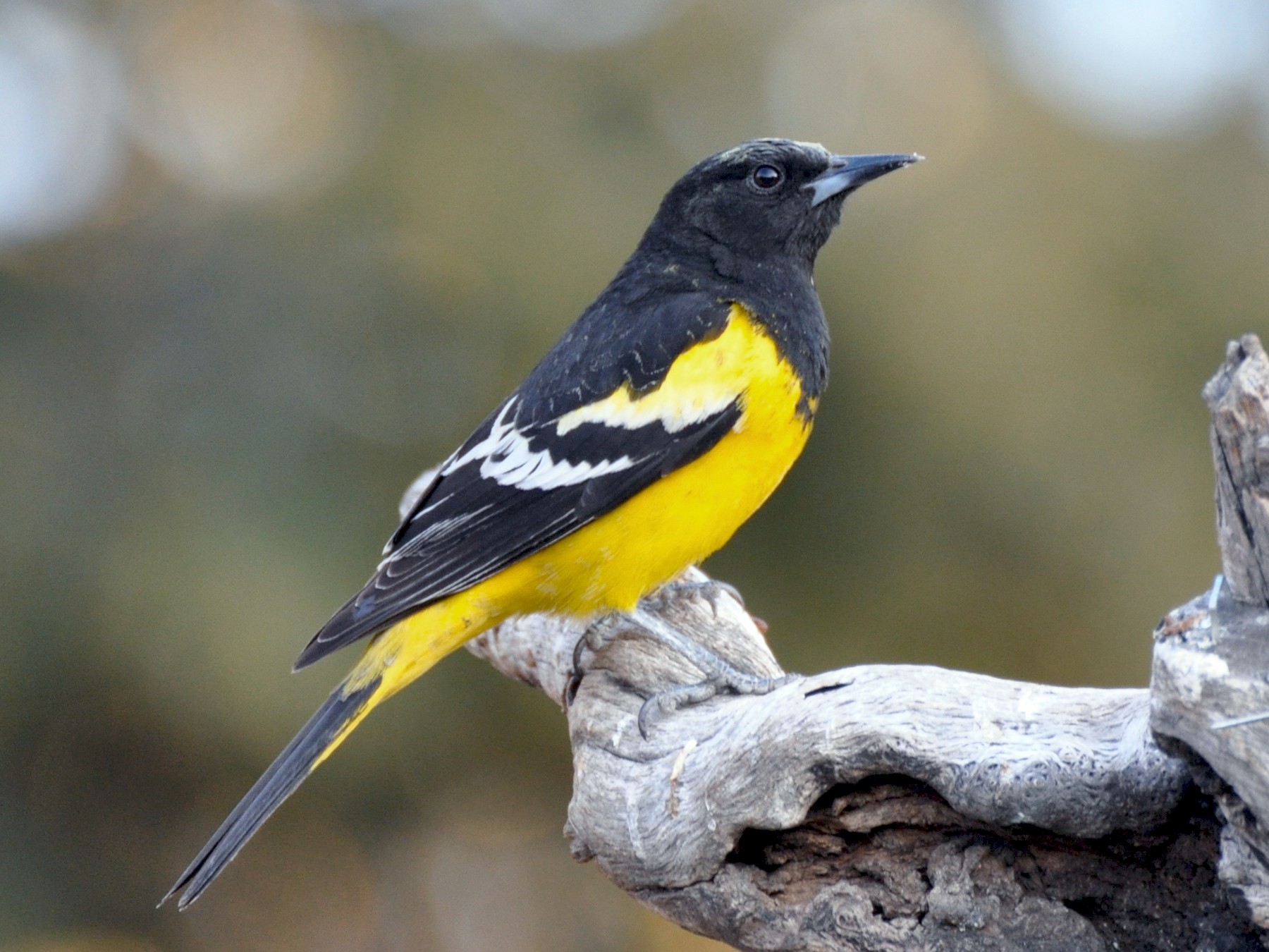 Scott's Oriole - eBird