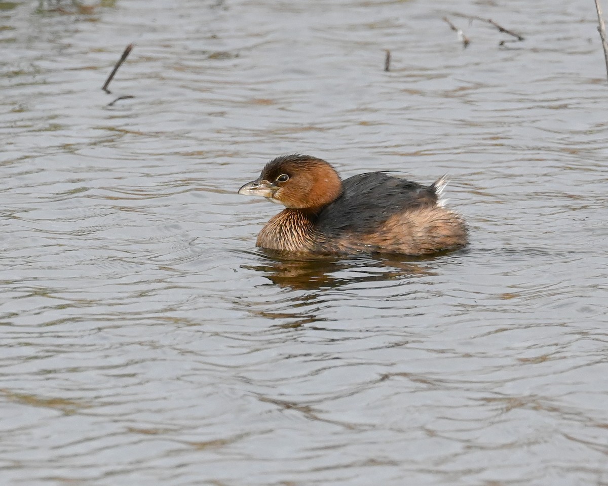 Pied-billed Grebe - Alfred Bowles