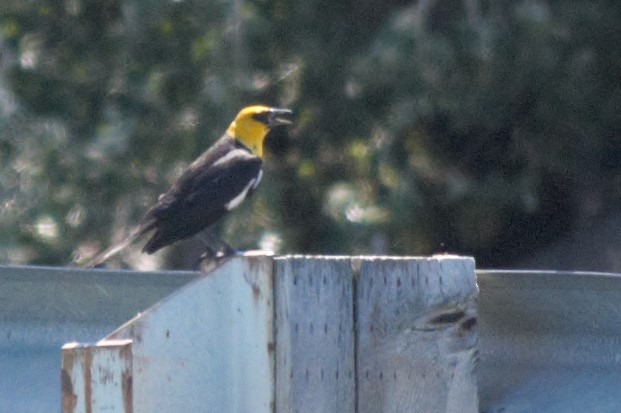 Yellow-headed Blackbird - ML402605351