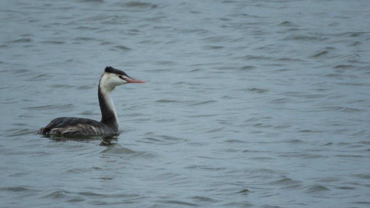 Great Crested Grebe - ML402608541