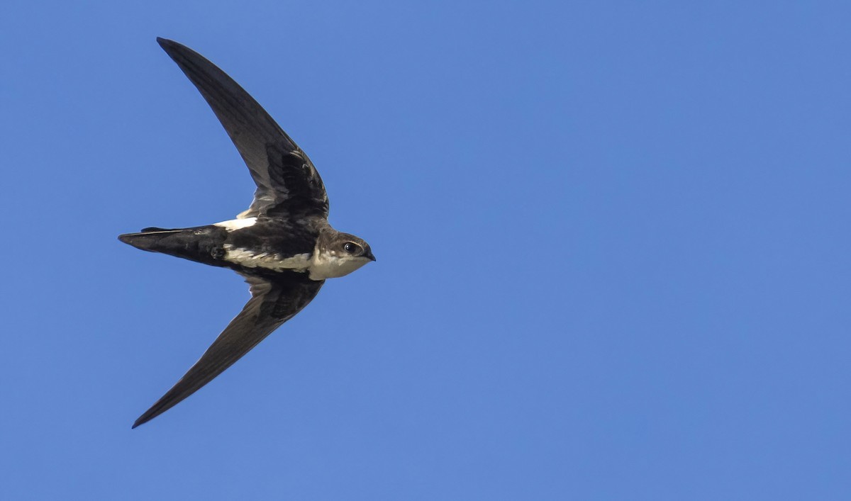 White-throated Swift - Marky Mutchler