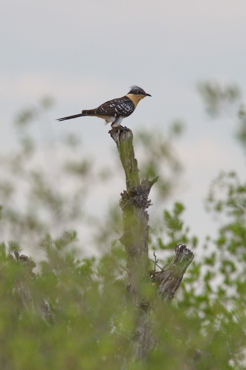 Great Spotted Cuckoo - Leslie Correia