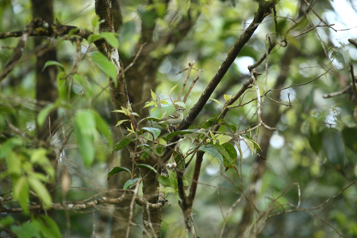 Yellow-browed Warbler - ML402612311