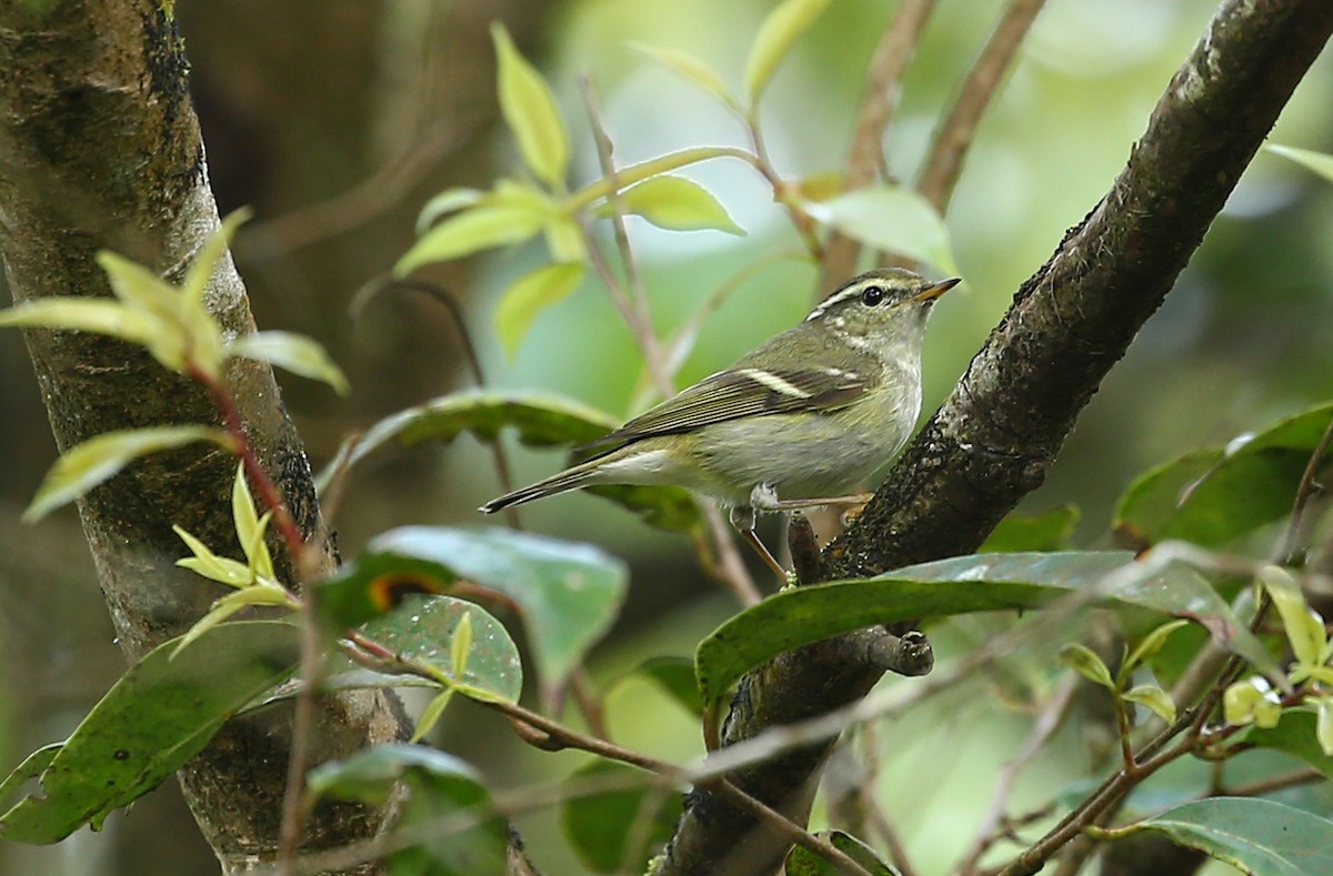 Yellow-browed Warbler - ML402612611