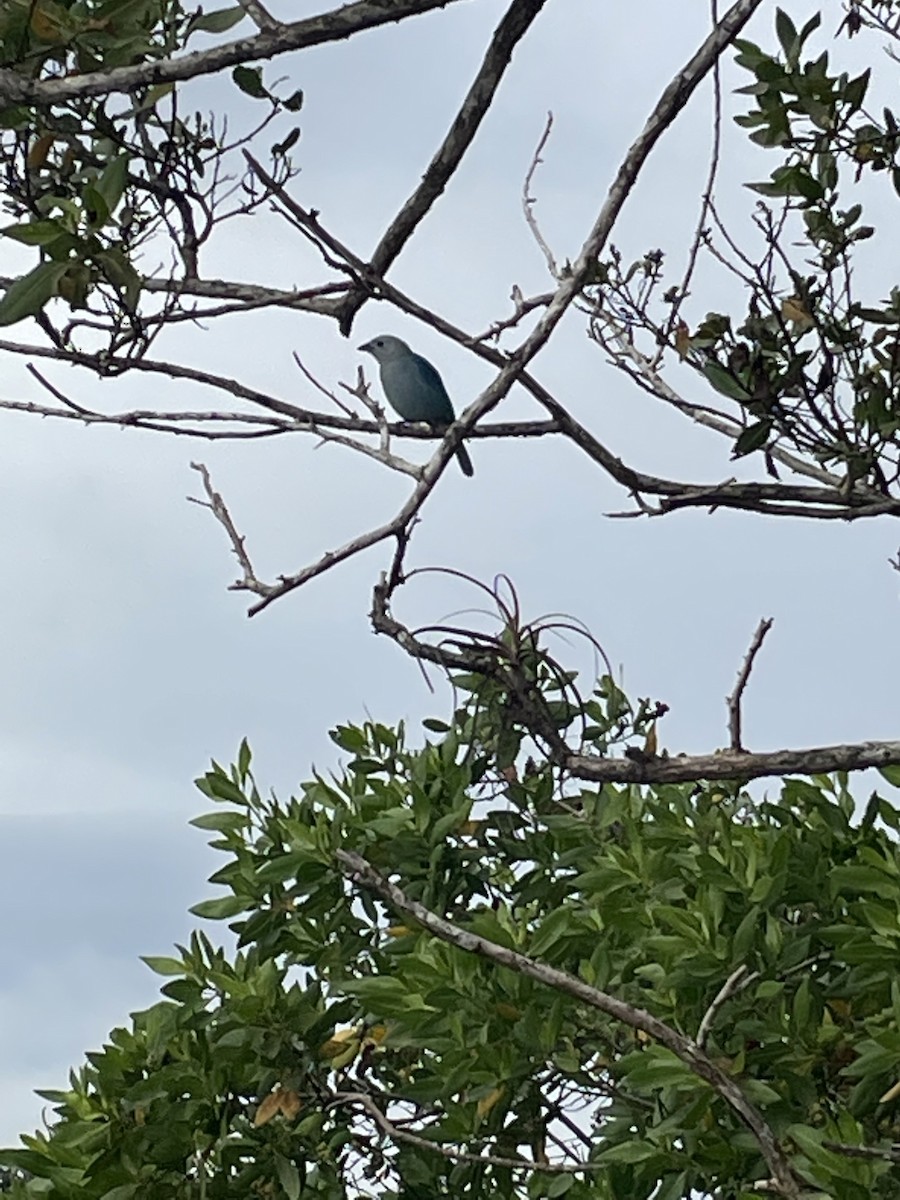 Blue-gray Tanager - ML402612901