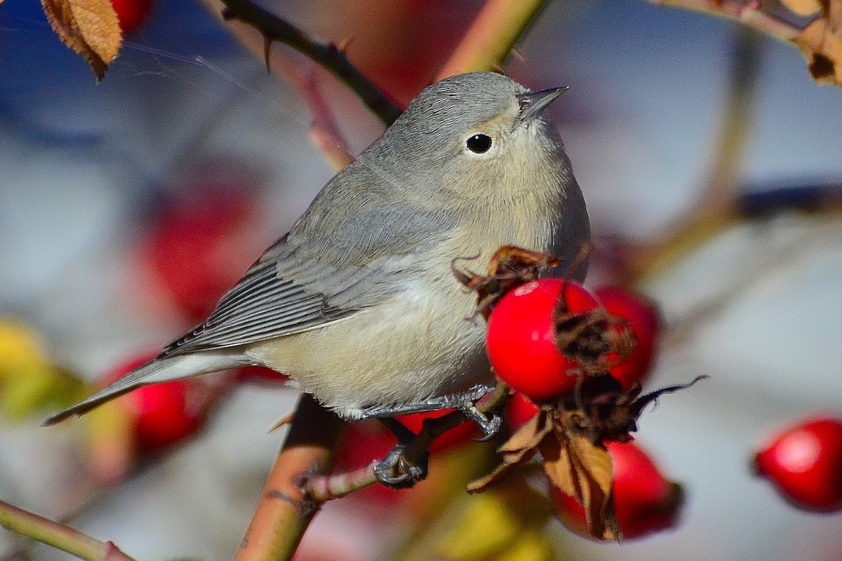Lucy's Warbler - ML40261581