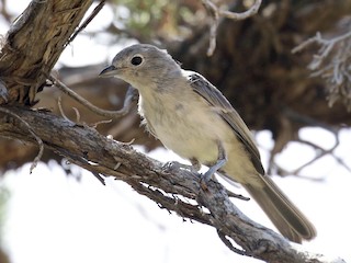 Молодая птица - Mark Chavez - ML40261741