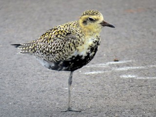  - Pacific Golden-Plover
