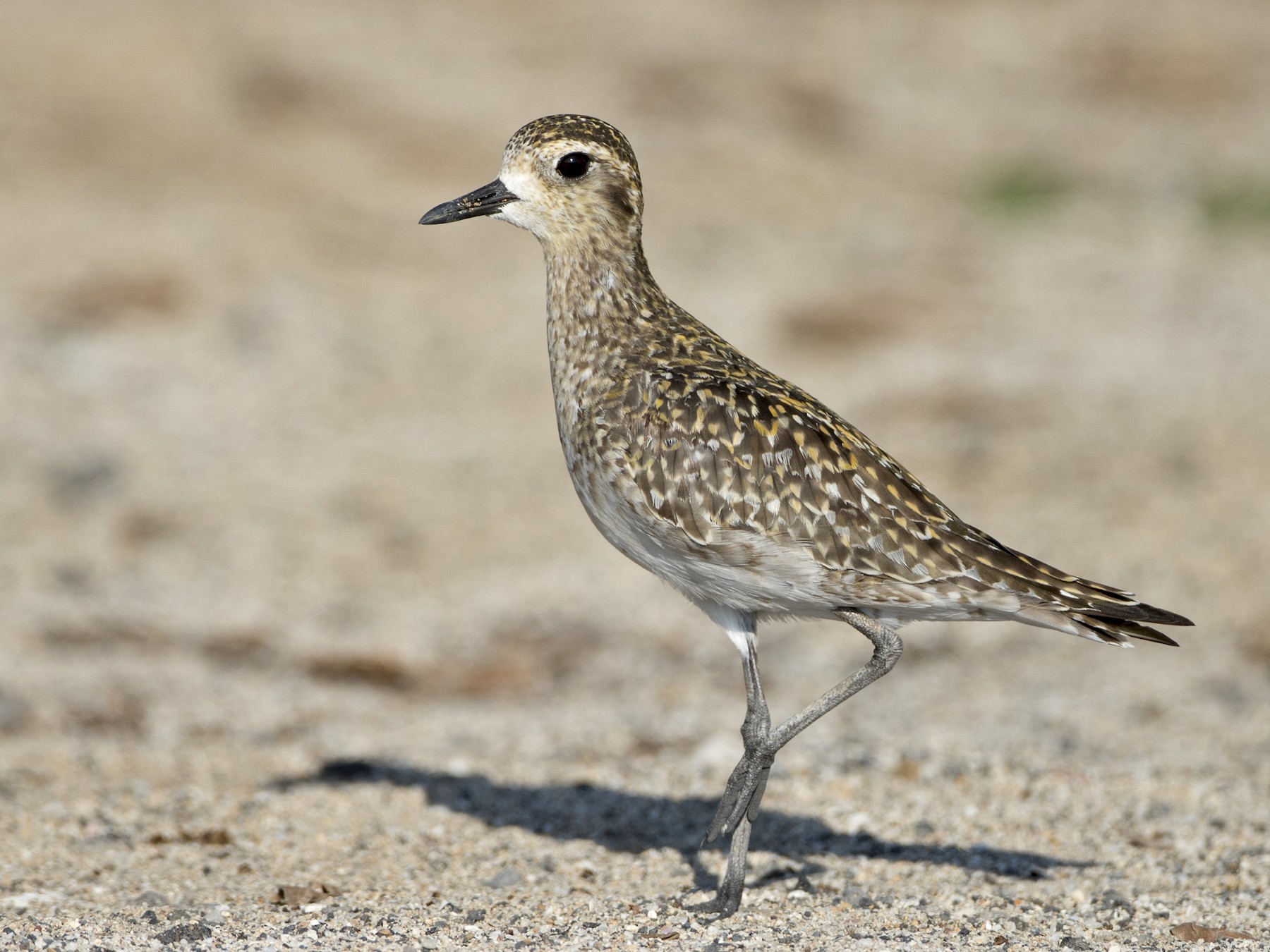 Pacific Golden-Plover - eBird