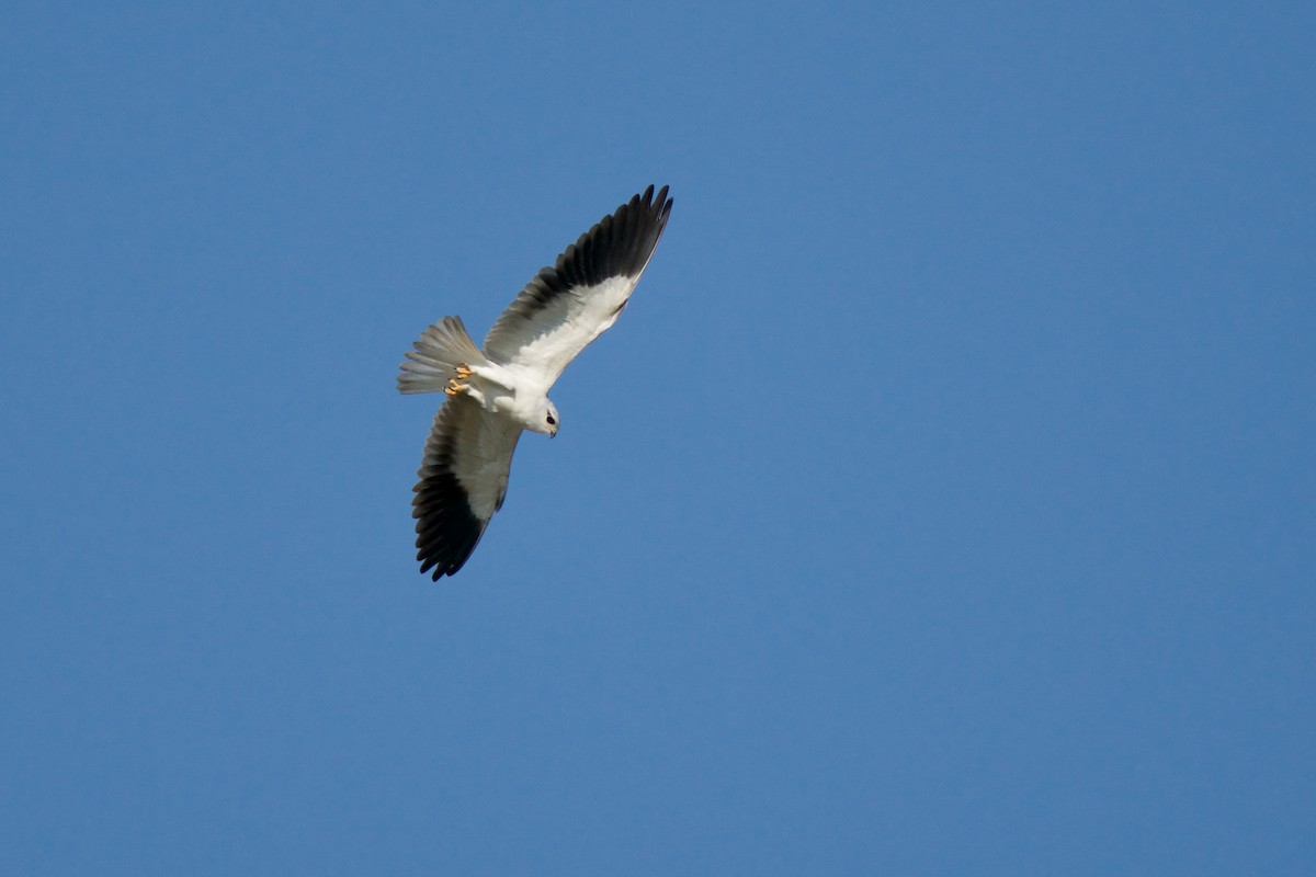 Black-winged Kite - Sam Hambly