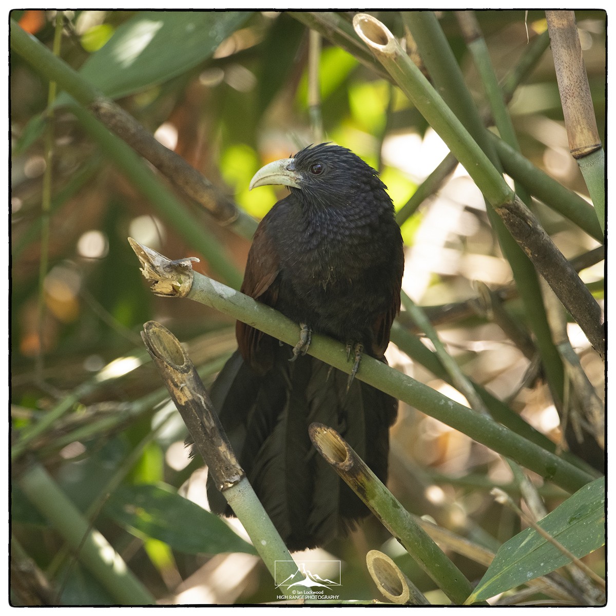 Green-billed Coucal - ML402624921