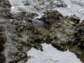  - Wandering Tattler
