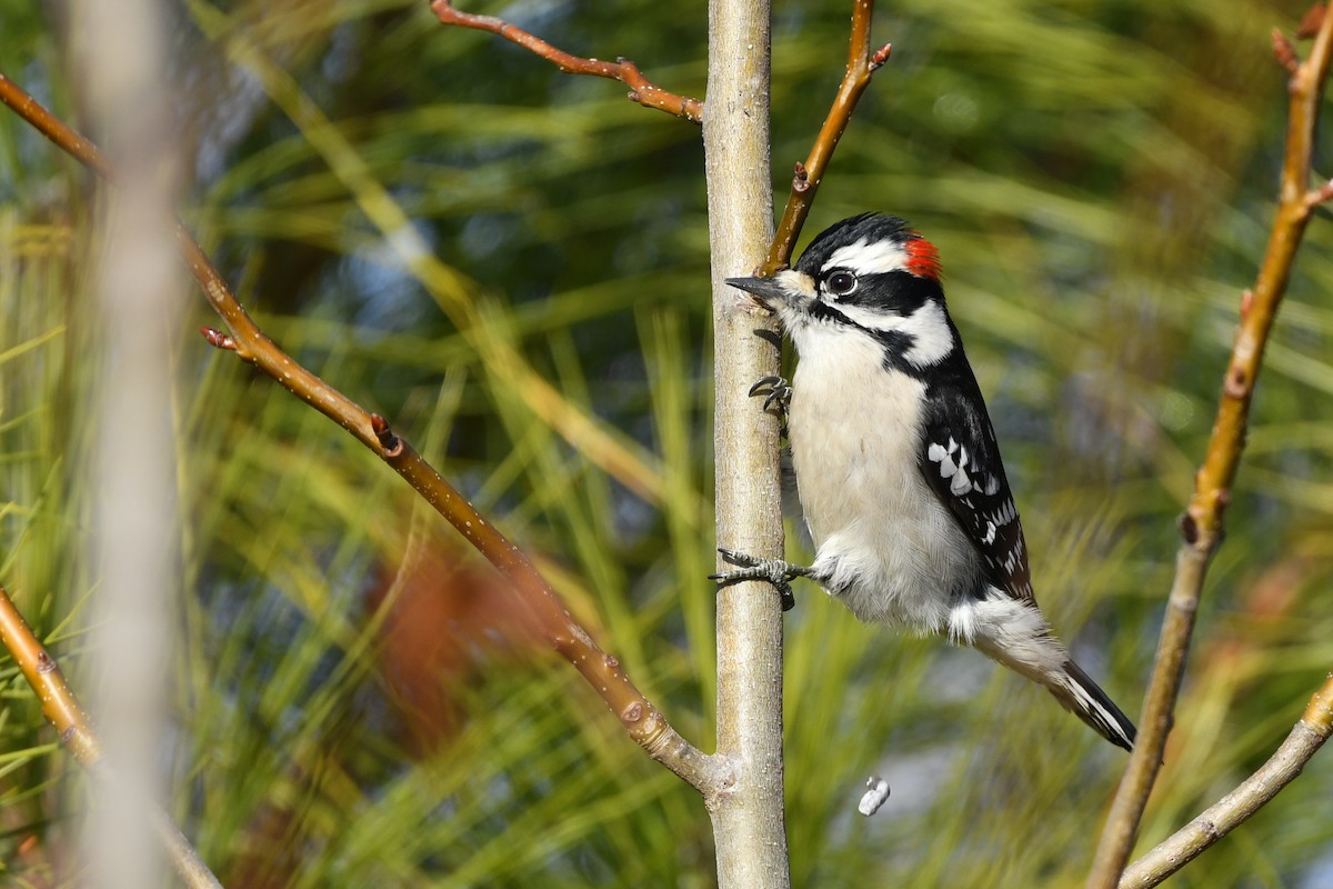 Downy Woodpecker (Eastern) - ML402628371