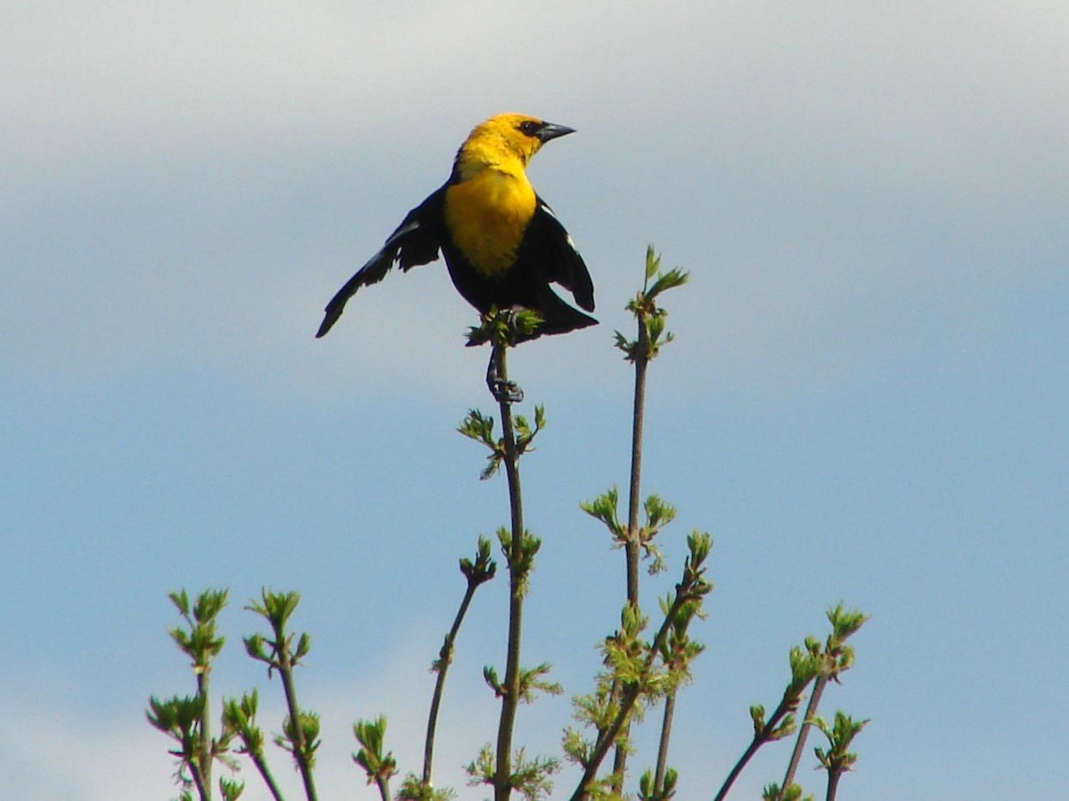Yellow-headed Blackbird - David Marjamaa