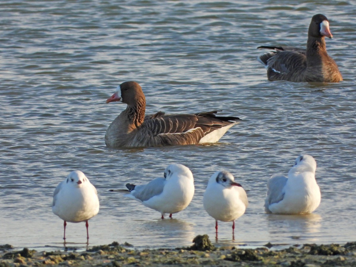 Greater White-fronted Goose - Paul Lewis