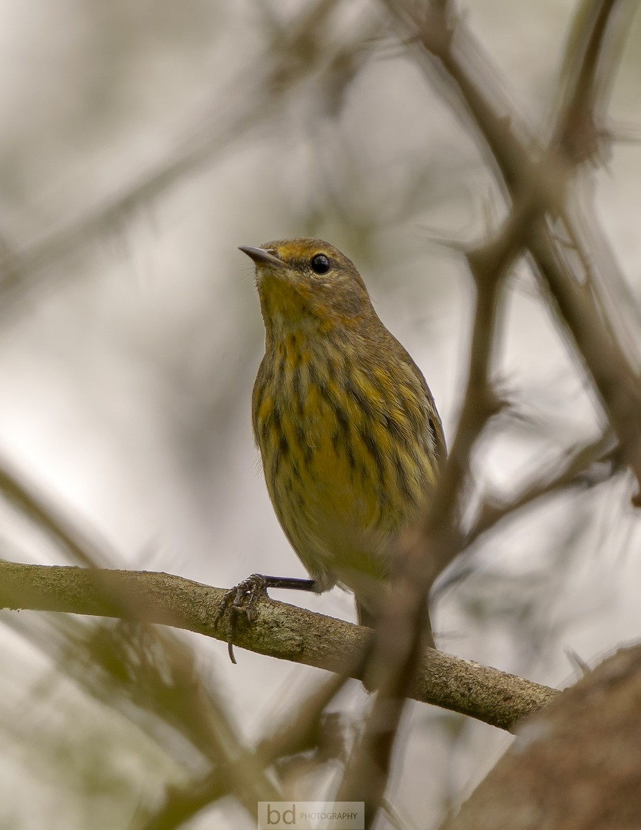 Cape May Warbler - ML402634061