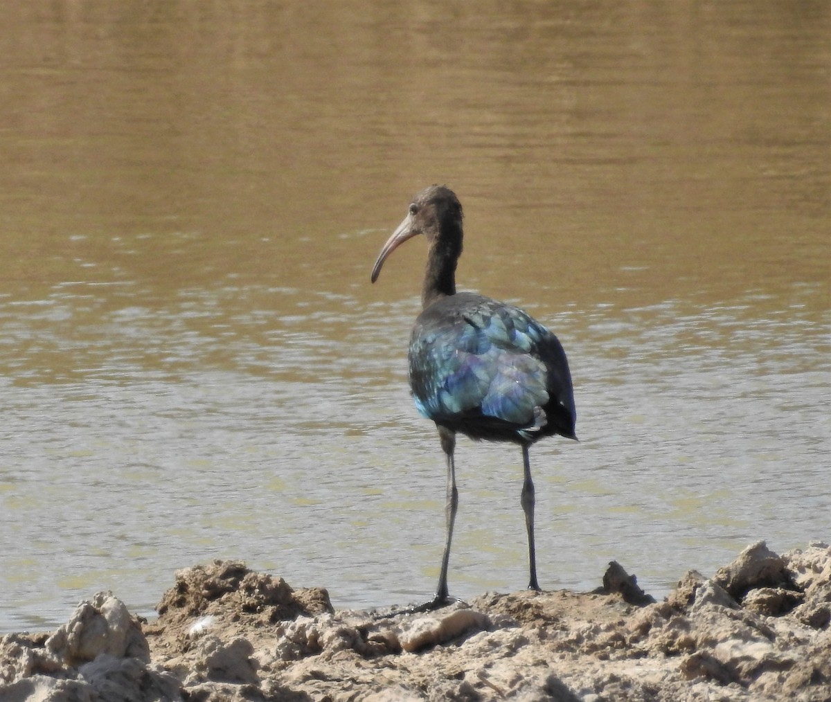 ibis americký - ML402648411